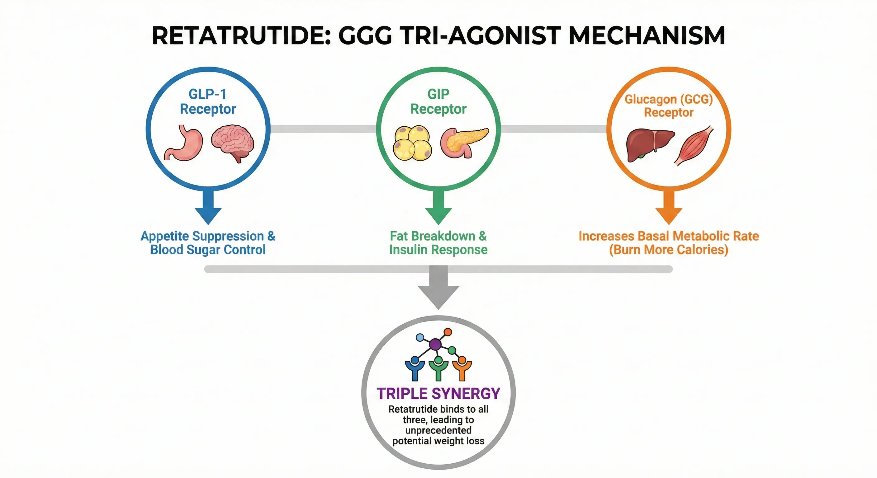 Infographic illustrating the triple mechanism of action of Retatrutide, targeting GLP-1, GIP, and Glucagon receptors for appetite suppression and increased metabolism.